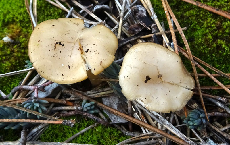 Clitocybe ?